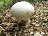 Calvatia craniiformis