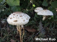 Chlorophyllum rhacodes