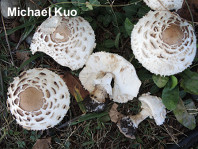 Chlorophyllum rhacodes