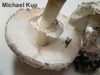 Chlorophyllum rhacodes