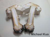 Chlorophyllum rhacodes