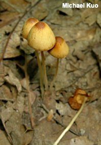 Conocybe siennophylla