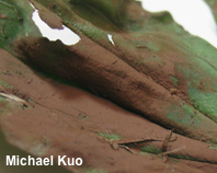 Ganoderma curtisii