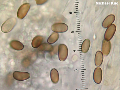 Dextrinoid spores of Rhodocollybia butyracea