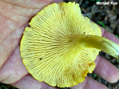False gills of Cantharellus appalachiensis