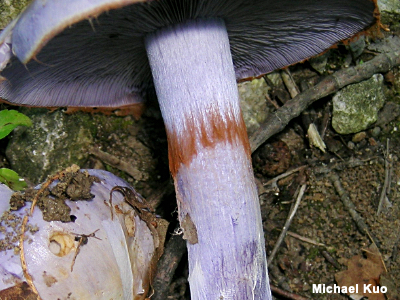 Ring zone on the stem of a Cortinarius species