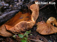 Gymnopilus junonius