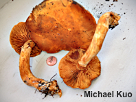 Gymnopilus junonius