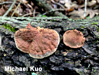 Hapalopilus nidulans