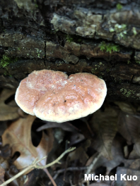 Hapalopilus nidulans