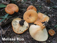 Lactarius croceus