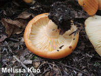 Lactarius croceus