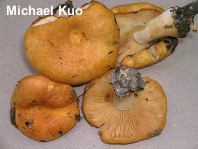 Lactarius croceus