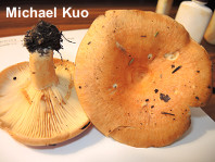 Lactarius croceus