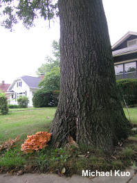 Laetiporus cincinnatus