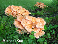 Laetiporus cincinnatus