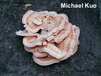 Laetiporus cincinnatus