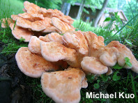 Laetiporus cincinnatus