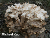 Laetiporus cincinnatus