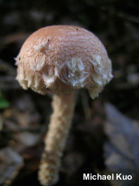 Leratiomyces squamosus var thraustus