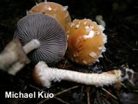 Leratiomyces squamosus var thraustus