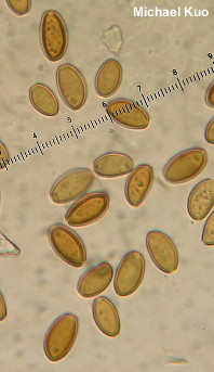 Leratiomyces squamosus var thraustus