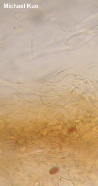 Leratiomyces squamosus var thraustus