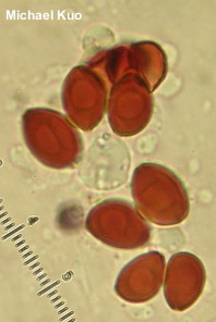 Leucocoprinus cretaceus