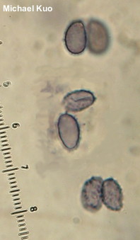 Leucopaxillus albissimus