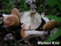 Leucopaxillus gentianeus