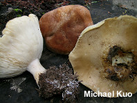 Leucopaxillus gentianeus