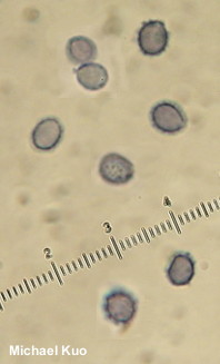 Leucopaxillus gentianeus