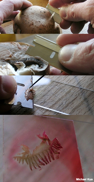 Sectioning a mushroom cap