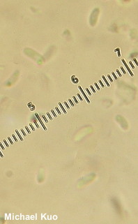 Nigroporus vinosus