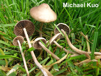 Panaeolus foenisecii