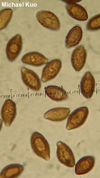 Panaeolus foenisecii