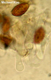 Panaeolus foenisecii