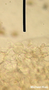 Panaeolus foenisecii