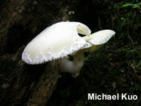 Pleurotus dryinus