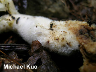 Pleurotus dryinus