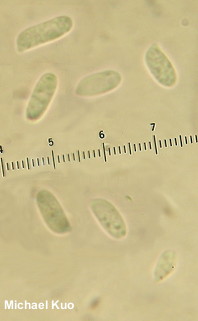 Pleurotus dryinus