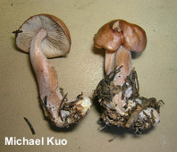 Rhodocollybia butyracea