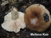 Russula eccentrica