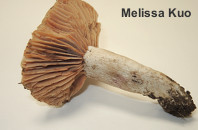 Russula eccentrica