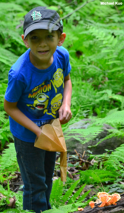 Collecting mushrooms for study