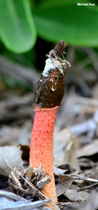 Stinkhorn