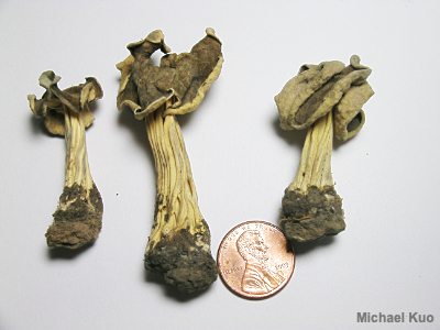Type collection of Helvella maculata