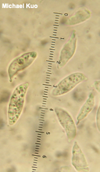 Tremellodendropsis tuberosa