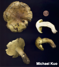 Tricholoma equestre