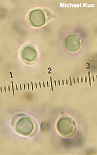 Tricholoma species 01